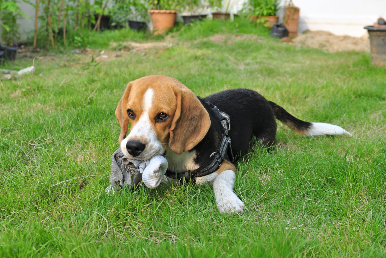 Der Hund bringt Socken