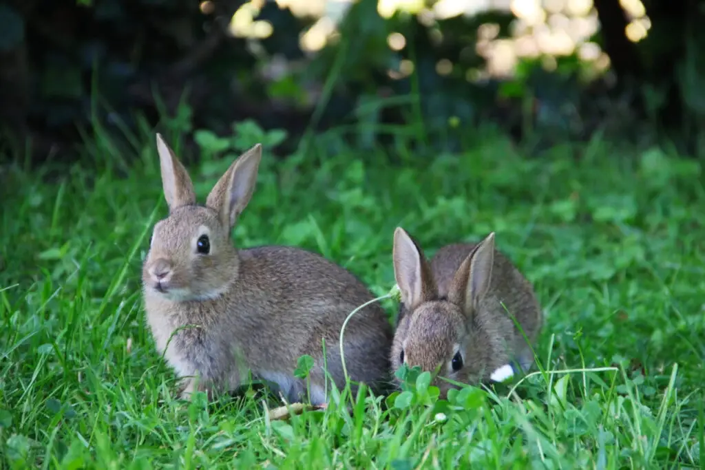 Kaninchen haben Zungen