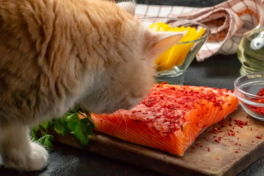 Katzen sollten keinen Fisch mit Gräten essen