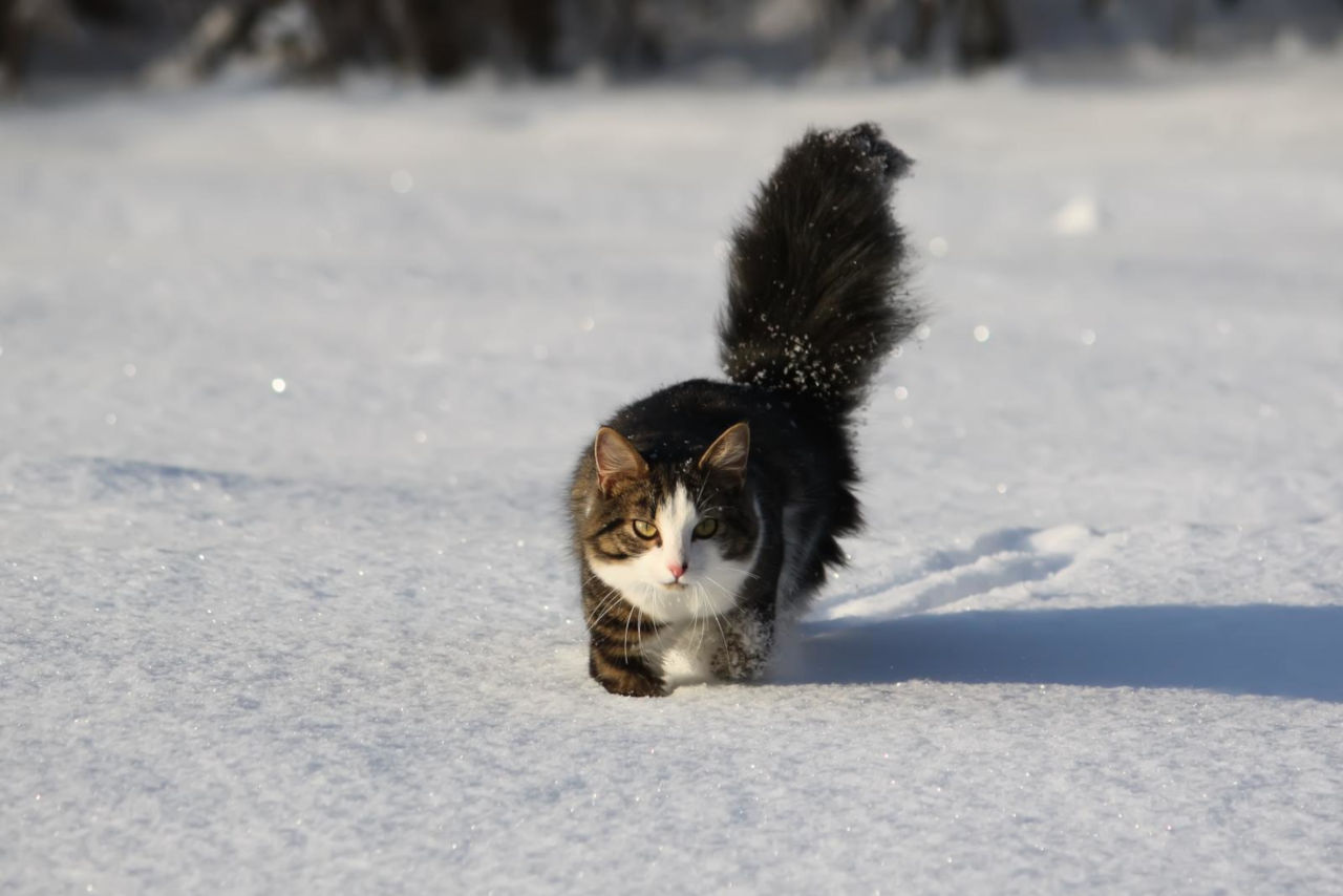 Katzen können erfrieren