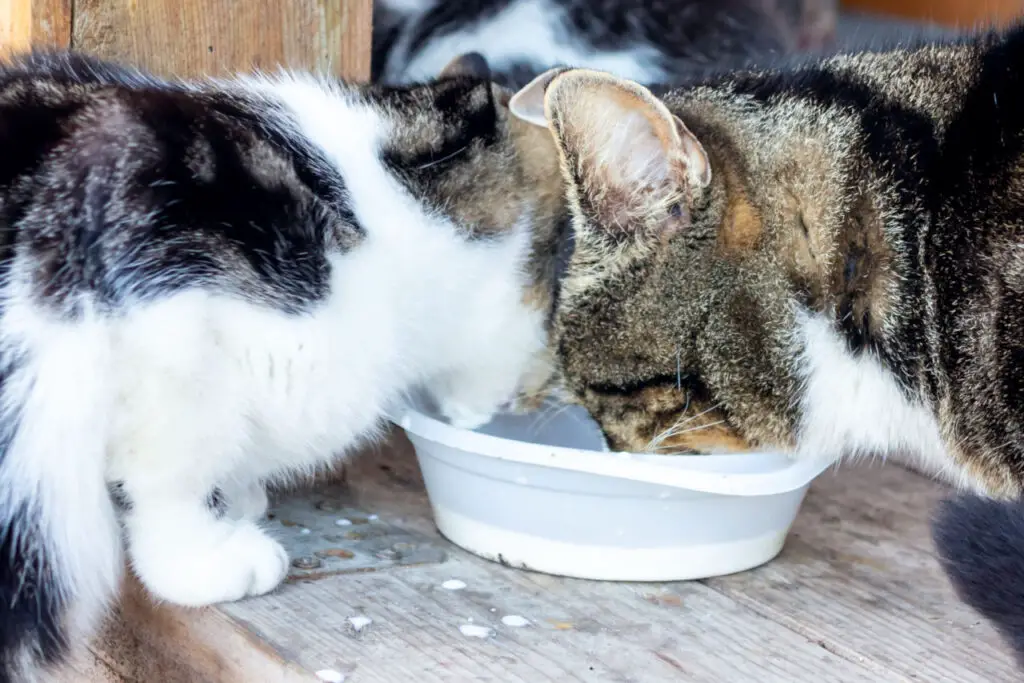 Katzen dürfen Kutteln essen