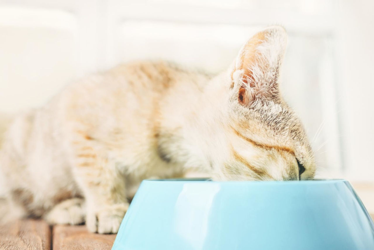 Katzen können Leber essen