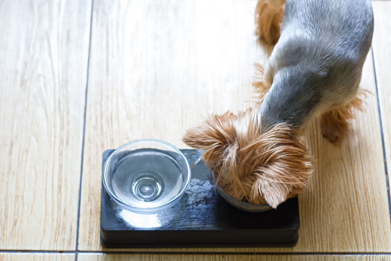 Hunde dürfen warmes Futter essen, jedoch nicht zu warm