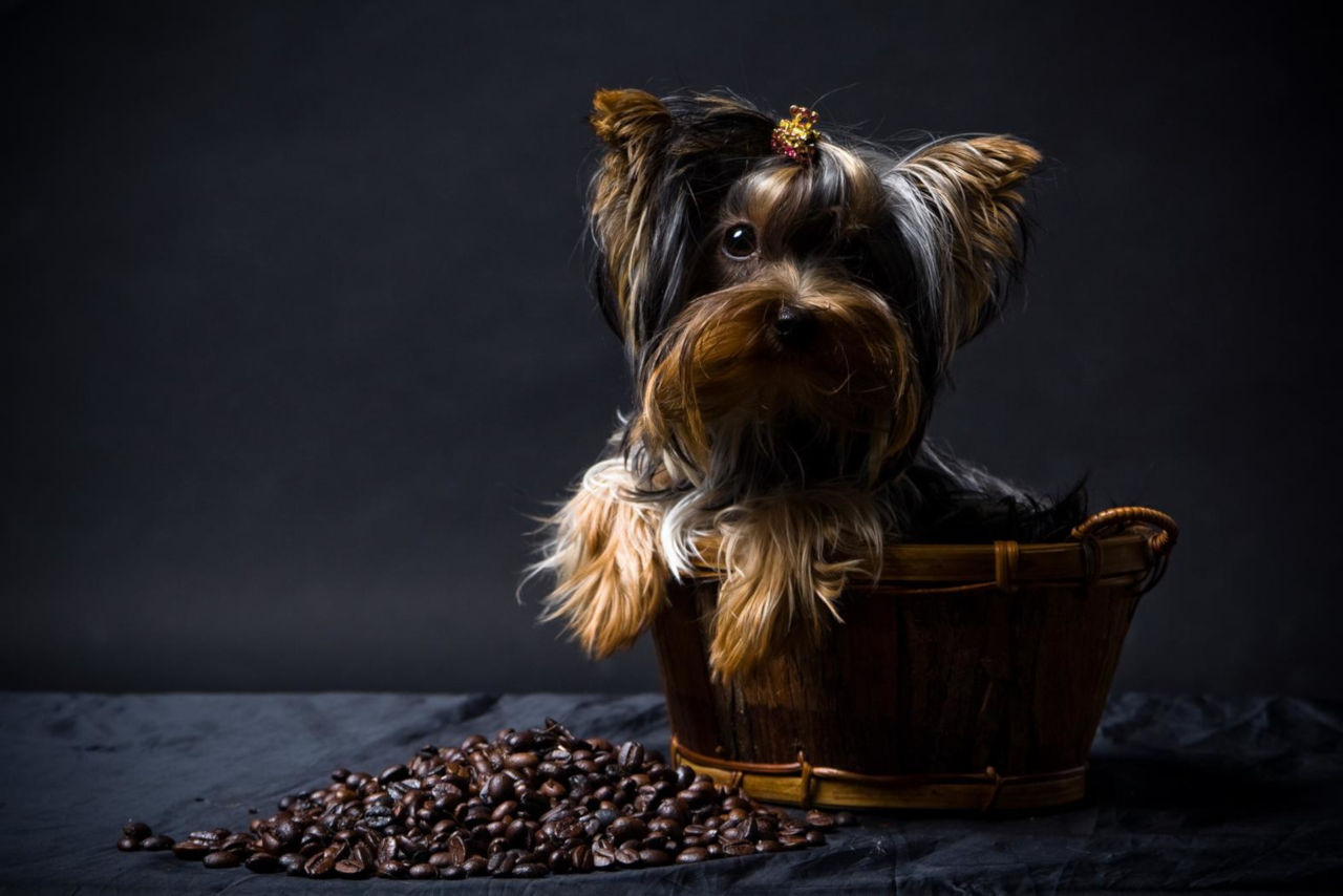 Kaffeebohnen sind nichts für einen Hund
