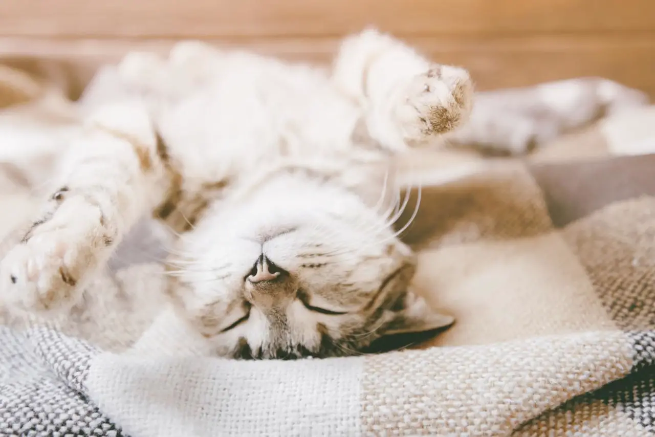 Manche Katzen werden gern im Schlaf gestreichelt