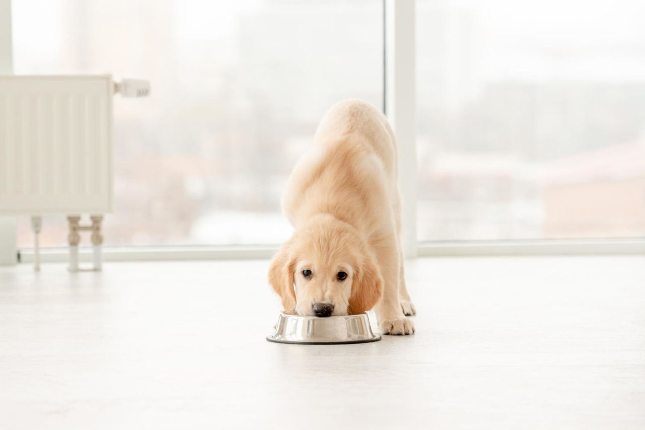 Trockenfutter für Hunde kann man einfrieren