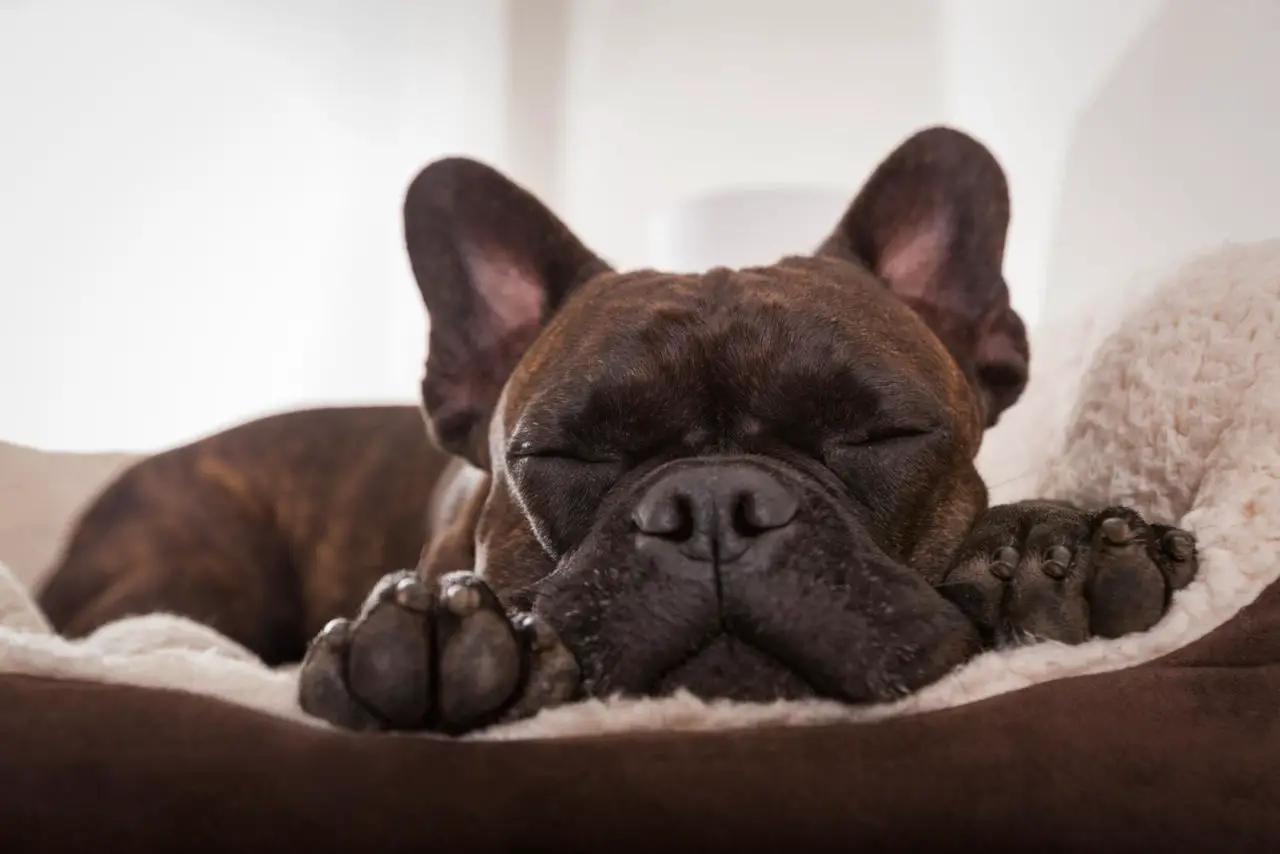 Hunde können nachts überall schlafen