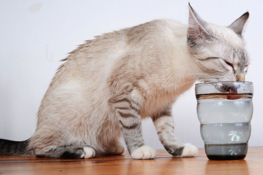Was können Katzen außer Wasser trinken