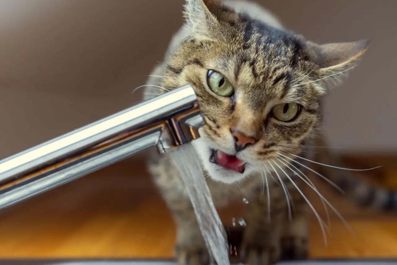 Katzen trinken nachts Wasser