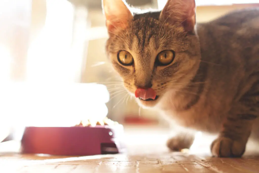 Nassfutter für Katzen nicht über Nacht stehen lassen