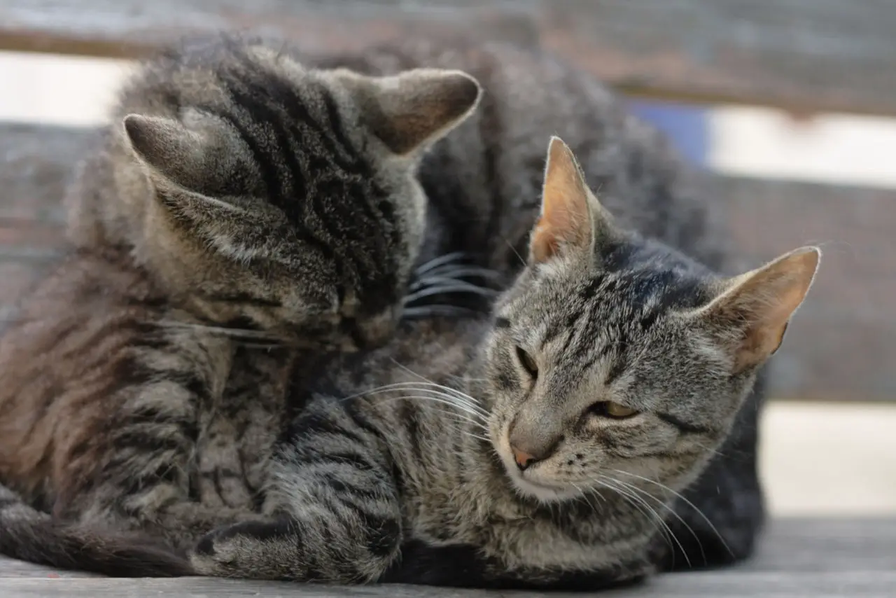 Katzen lecken sich gegenseitig ab
