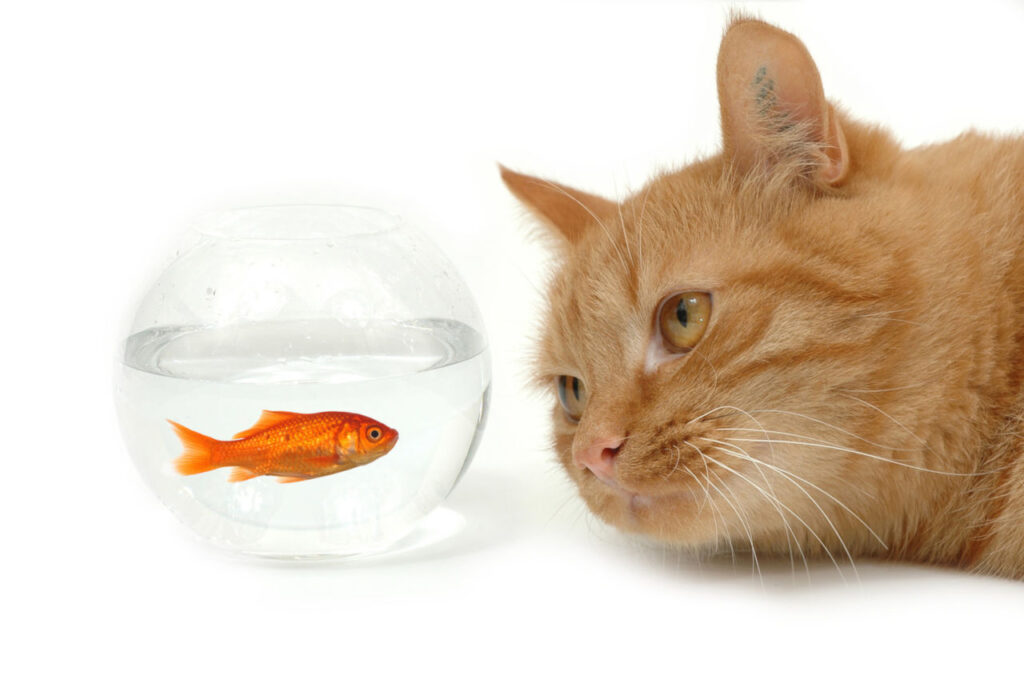 Katzen mögen Fisch