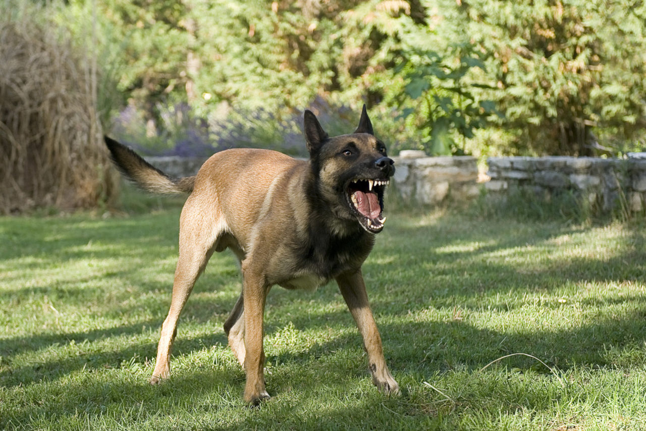Hunde können plötzlich aggressiv werden