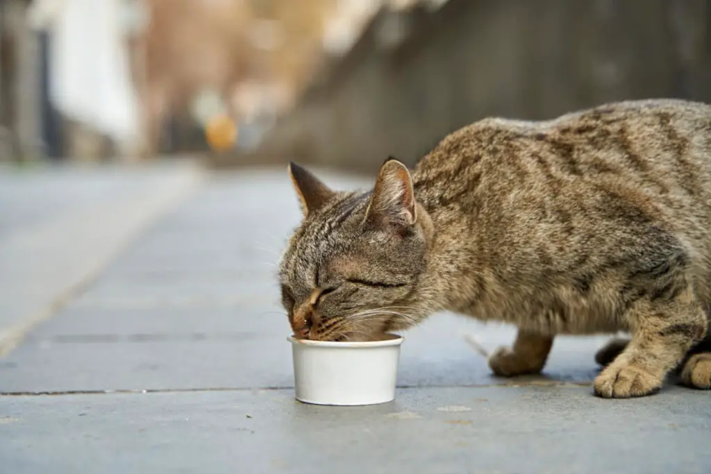 Katzen schließen beim Essen und Trinken die Augen