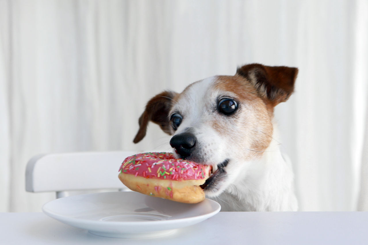 Hunde sollten keine Donuts essen
