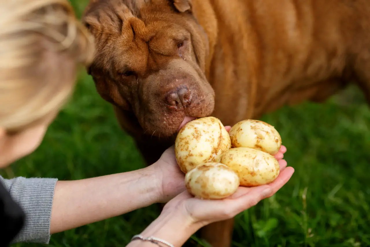 Hunde Kartoffeln