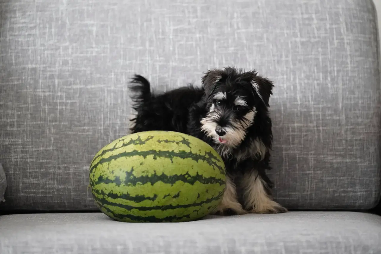 Hunde Wassermelone