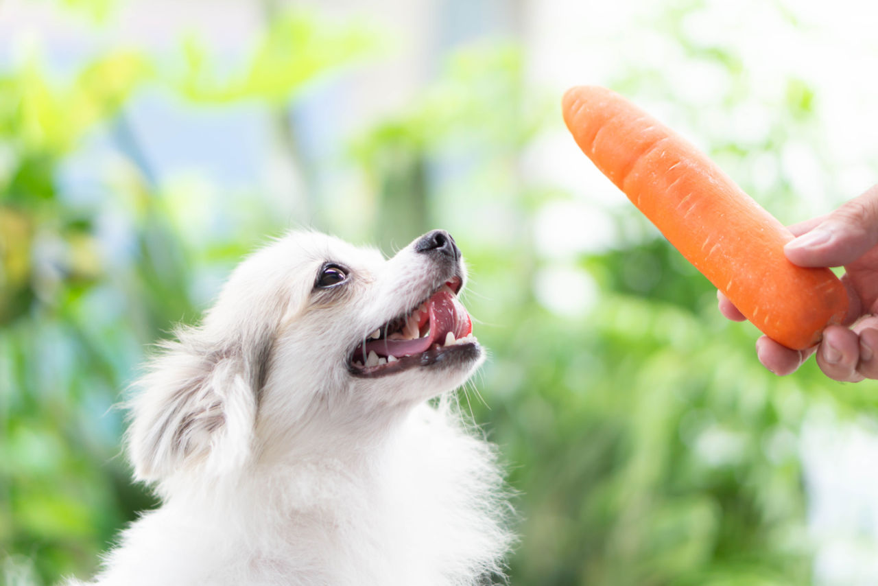 Hunde dürfen Karotten essen