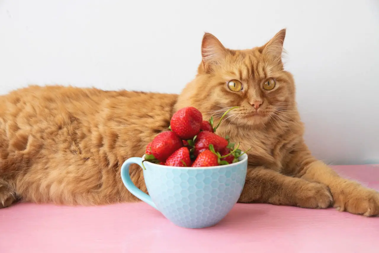 Katzen dürfen Erdbeeren essen