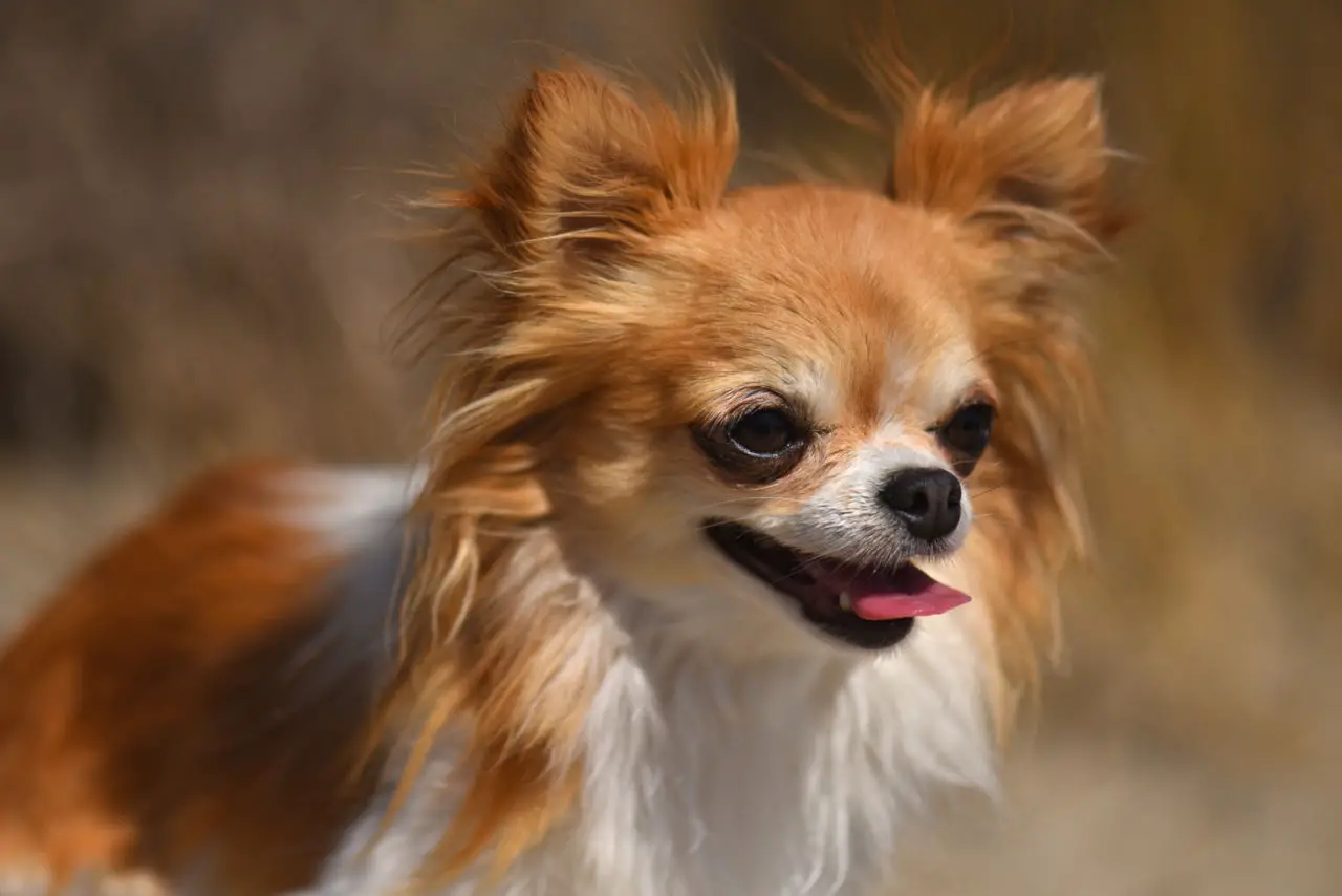 Chihuahua Bewegung